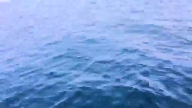 Дельфины у берегов Ашкелона субботним утром во время военной операции "НЕСОКРУШИМАЯ СКАЛА" смотреть онлайн