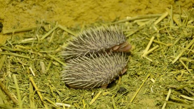 Langohrigelbabys / Zoo Dresden