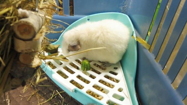 ЗНАКОМЛЮ Эсми и Няшу 12.09.23 #морскаясвинка #американскийтедди #тедди #содержание_морских_свинок смотреть онлайн