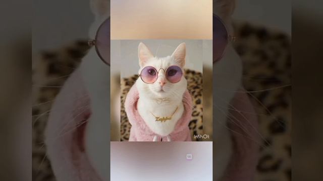 Кошки не похожи на людей - Жанна Агузарова смотреть онлайн