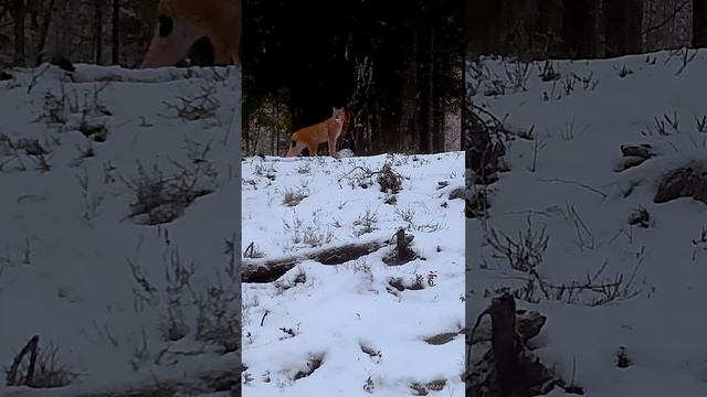 РЫСЬ Eurasian Lynx смотреть онлайн