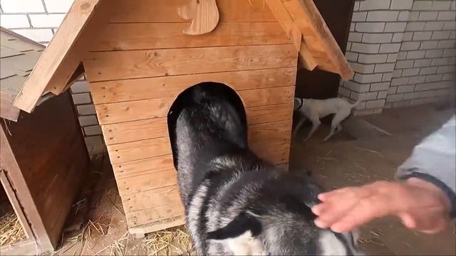Братья привезли собакам солому. Собаки ревнуют друг к другу. Опять закупаем корма. смотреть онлайн