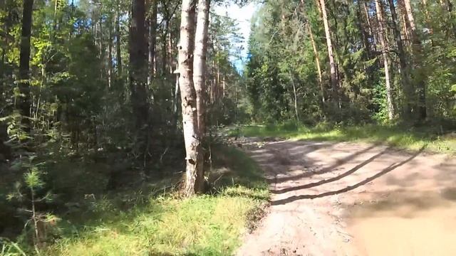 Узкоколейка-2018-2 210 Теперки - прудик в лесу - вырубка - ветка узкоколейки