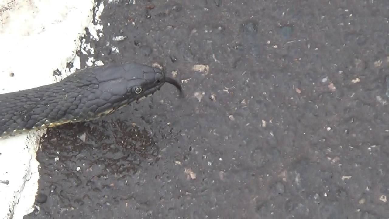 Змея на набережной в клумбе в Саратове смотреть онлайн