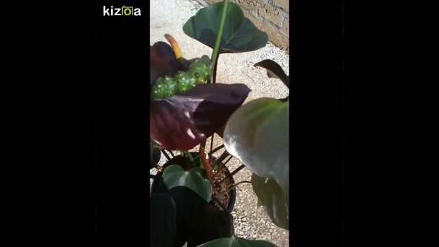 Сорта Антуриумов / Черный антуриум Блэк Париж / Anthuriumm Black Paris