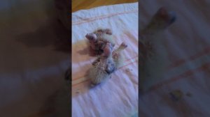 Птенцы кореллы 10-15 дней