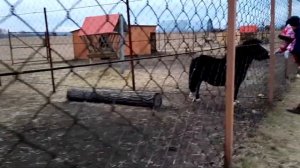 Мараловое поместье Сибирского тракта.