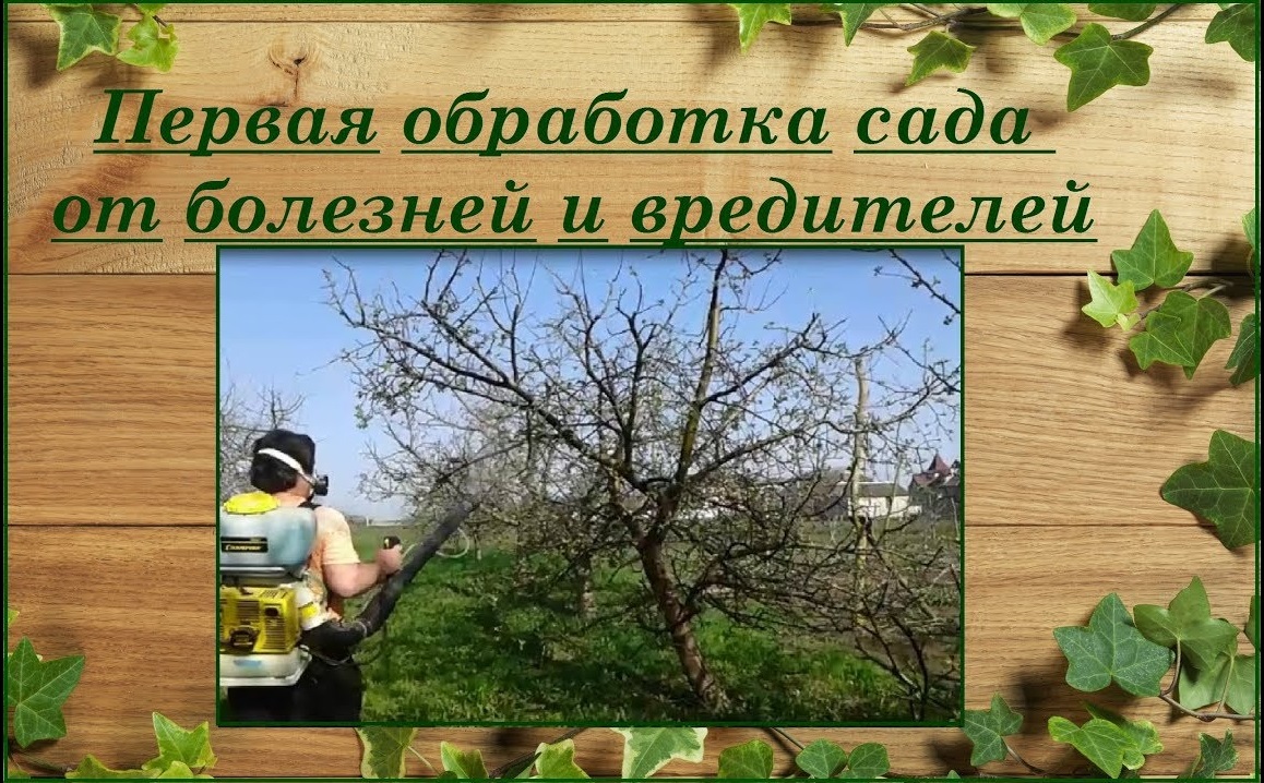 Первая весенняя обработка деревьев, кустарников и винограда. Бордосская смесь. смотреть онлайн