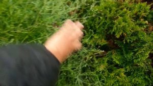 Тысячелистник птармика Белый Жемчуг или гипсофила махровая?