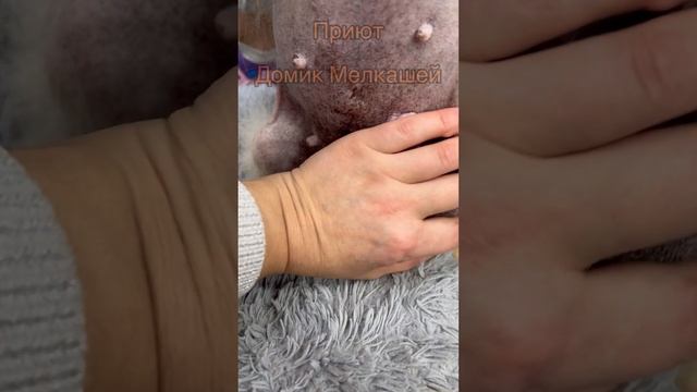 Фёклу сдали в приют. смотреть онлайн