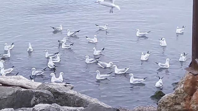 #Релаксация #Чайки #Море смотреть онлайн