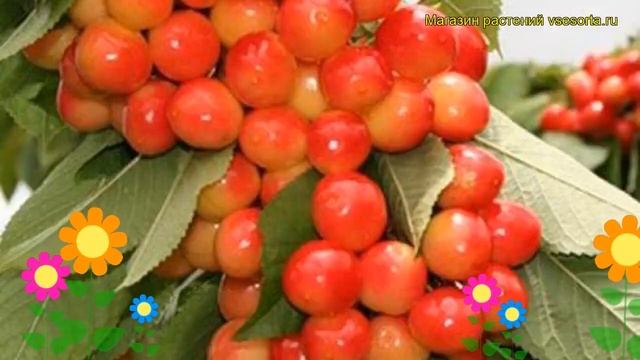 Черешня гибридная Юлия. Краткий обзор, описание характеристик prunus avium Iuliia смотреть онлайн