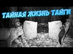 ТАЙНАЯ ЖИЗНЬ ТАЁЖНЫХ ОБИТАТЕЛЕЙ. РЫСЬ, КУНИЦА, НОРКА...