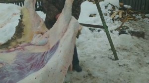 ПРОЦЕСС  СНЯТИЯ  ШКУРЫ С БЫКА. БОЛЬШОЙ БЫК