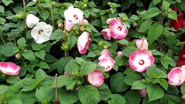 Ibišek bahenní 2 смотреть онлайн