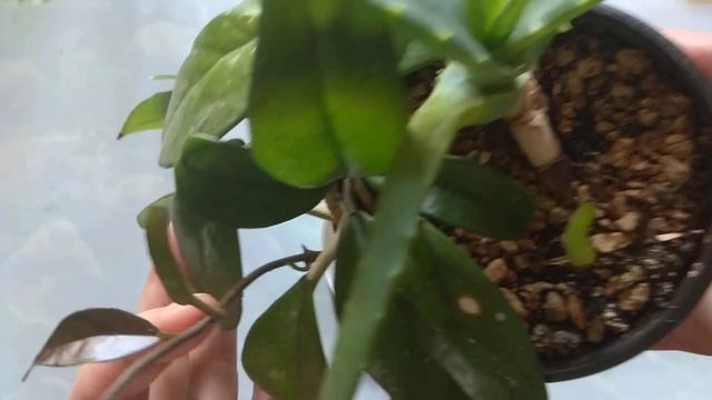 Хойя бешенный рост за 12  дней.  Ошибки ухода