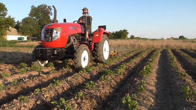 Ежи для прополки картофеля снова в работе! смотреть онлайн