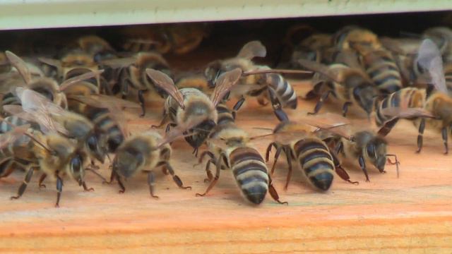 Профессор Кашковский про холодную зимовку на улице смотреть онлайн