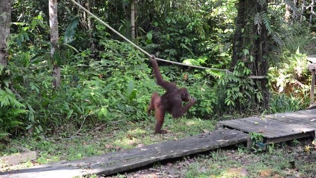 Discover Sarawak - Borneo (Malaysia)