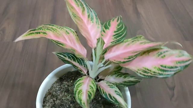PINK SUNSET AGLAONEMA (CHINESE EVERGREEN) PLANT CARE смотреть онлайн