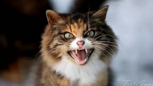 Зачем коты это делают? Странности поведение и повадки кошек. Учимся понимать кошек. Чего хочет кошк смотреть онлайн