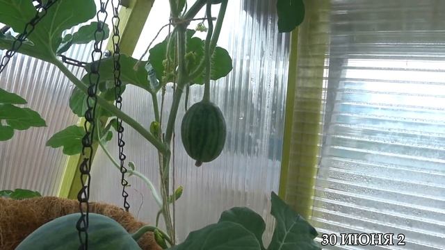 НЮАНСЫ ПРИ ВЫРАЩИВАНИИ АРБУЗОВ И ДЫНЬ В СУРГУТЕ.