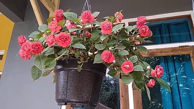 Impatiens walleriana double red смотреть онлайн