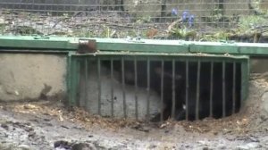 Норная охота: Такса против Лисы