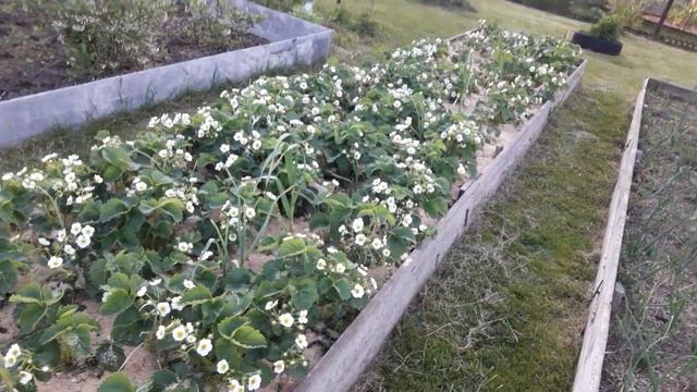 🌻🌻🌻ЦВЕТЕТ ЗЕМКЛУНИКА ЦУКАТ МУСКАТНЫЙ ОБИЛЬНО🌻🌻🌻