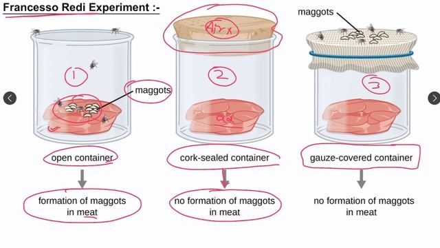 Microbiology - Francesso Redi Experiment in Hindi | Experiment of Francisco Redi in Hindi | Redi Ex смотреть онлайн