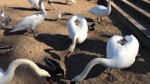 ДЕТСКИЙ ВЛОГ: УТКИ, ДЕТИ, ЛЕБЕДИ и ... БАБУЛЯ |  KIDS | VLOG