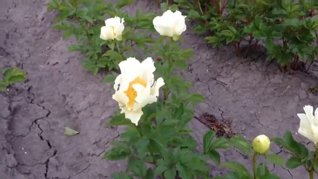 Peony Moonrise - www.peonyshop.com смотреть онлайн