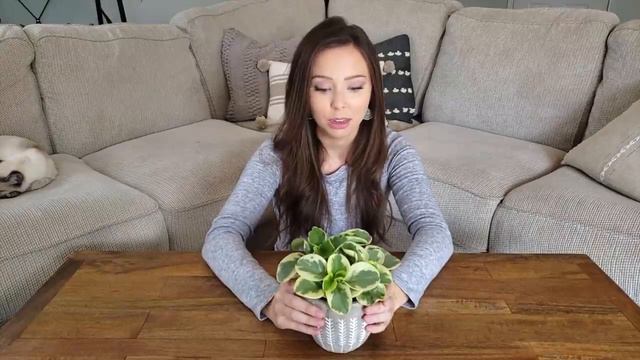 Top 5 Easiest House Plants to Care смотреть онлайн