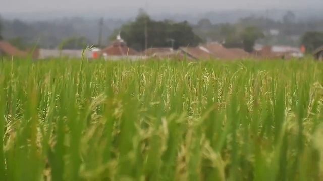 Yi M1 Mirrorless with CCTV Lens 35mm F1.6 (Sample Footage) смотреть онлайн