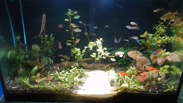 Фон делает аквариум. смотреть онлайн
