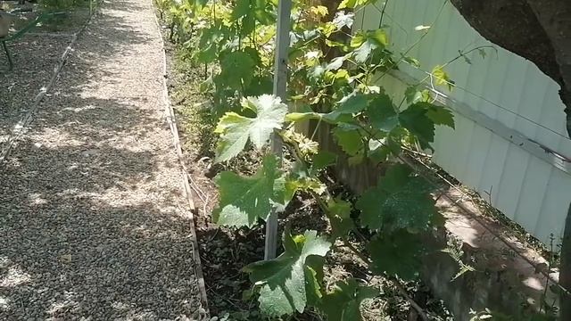 что делать если виноград не дает плоды? смотреть онлайн