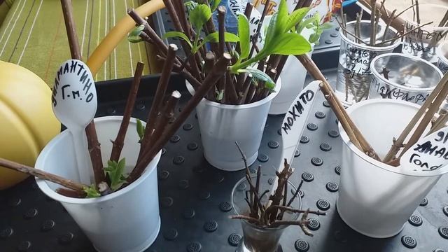 Обрезка и черенкование молодых гортензий Съемка 6 апреля смотреть онлайн