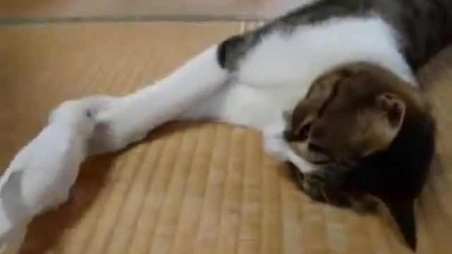 кот играет с птицей (попугаем) cat playing with a bird, really very cool смотреть онлайн