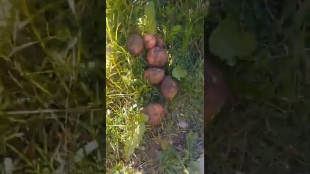 Картофель "Журавинка" смотреть онлайн