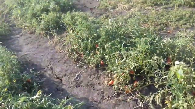 Сбор помидора в поле. Высокая урожайность томата смотреть онлайн