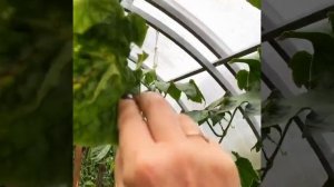 КАССАБАНАНА: мой опыт выращивания.