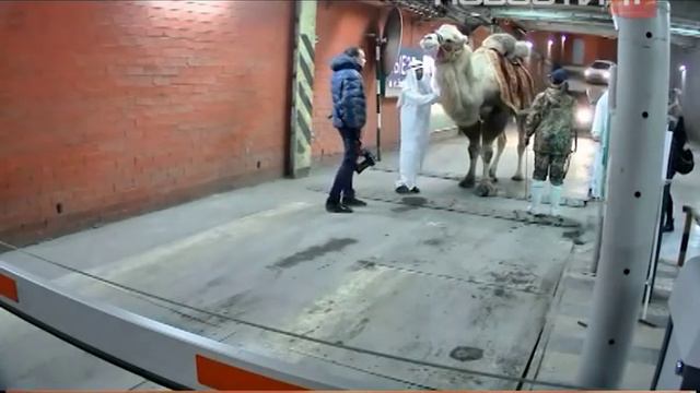 Верблюд на парковке смотреть онлайн