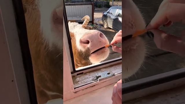 Пришла корова покушать из окна. Окно не помытое, так как зимой не моем, а весной некогда. #marya_ma смотреть онлайн