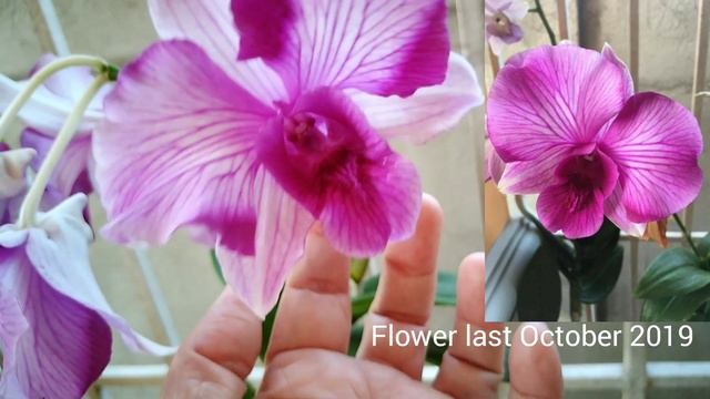 Orchids in Bloom (July 2020) смотреть онлайн