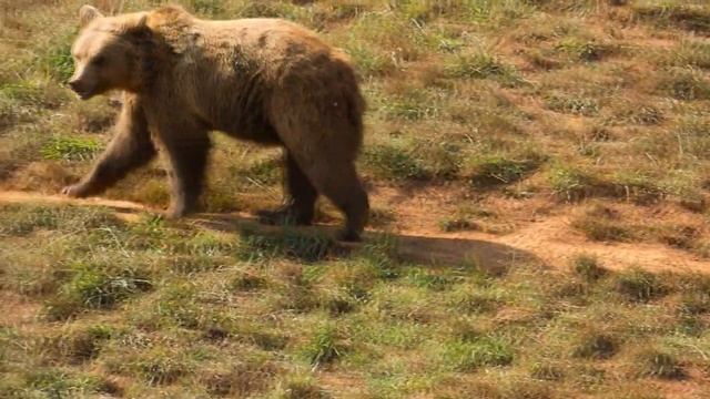 МЕДВЕДЬ ВЫРЫЛ СВЕЖУЮ МОГИЛУ! ТО, ЧТО БЫЛО ВНУТРИ, ШОКИРОВАЛО ВЕСЬ МИР! ??? смотреть онлайн