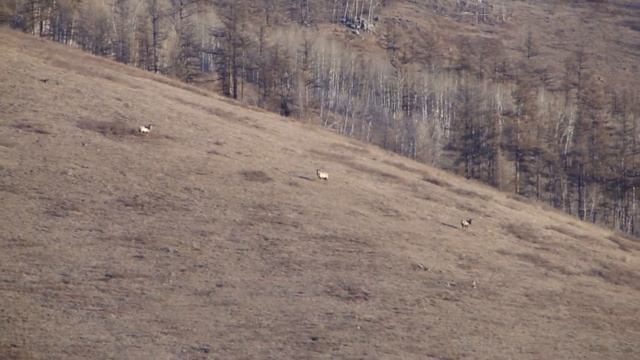 Забайкальские изюбря, Кыринский район смотреть онлайн