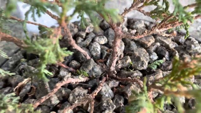 БОНСАЙ ИЗ КИПАРИСОВИКА ГОРОХОПЛОДНОГО “NANA” (8) смотреть онлайн