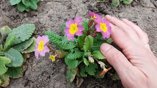 Примула из семян. Первое цветение смотреть онлайн