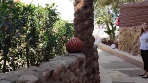 4K Tropitel Naama Bay Hotel 5 Обзор ?Египет, Шарм-Эль-Шейх! Отель в Наама Бей! Отзывы, туры, цены!