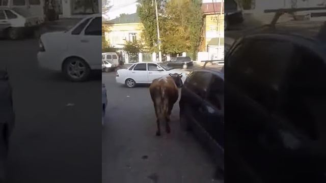 г Буйнакск во всей красате смотреть онлайн